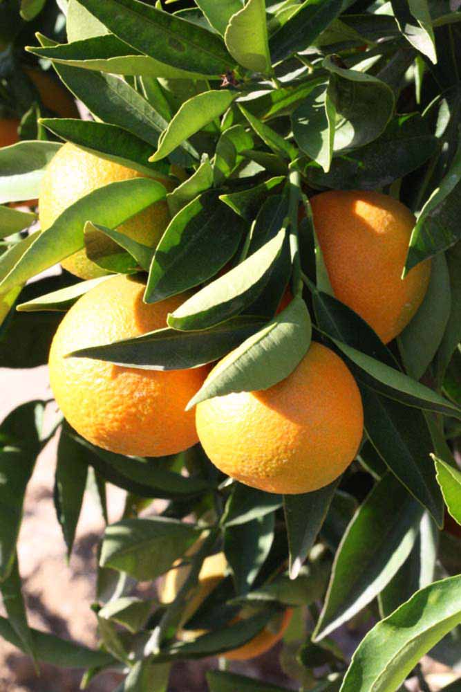              Fruit (Riverside, CA)       